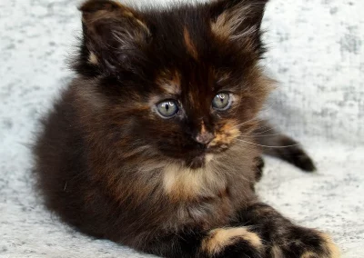 Alizée, femelle maine coon, née à la Chatterie du Bolomig à Douarnenez