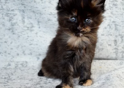 Alizée, femelle maine coon, née à la Chatterie du Bolomig à Douarnenez
