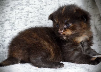 Alizée, femelle maine coon, née à la Chatterie du Bolomig à Douarnenez