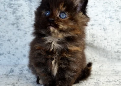 Anastasia, femelle maine coon, née à la Chatterie du Bolomig à Douarnenez