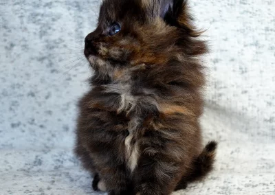 Anastasia, femelle maine coon, née à la Chatterie du Bolomig à Douarnenez