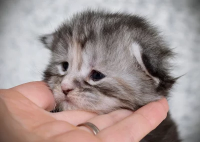 Aria, femelle maine coon, née à la Chatterie du Bolomig à Douarnenez