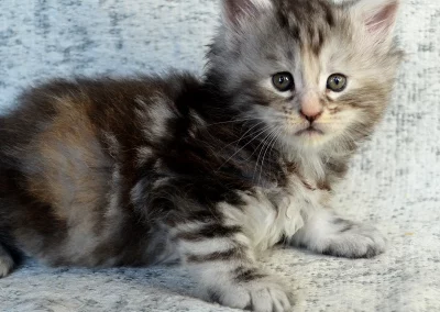 Aria, femelle maine coon, née à la Chatterie du Bolomig à Douarnenez