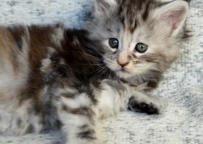 Aria, femelle maine coon, née à la Chatterie du Bolomig à Douarnenez