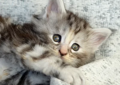Aria, femelle maine coon, née à la Chatterie du Bolomig à Douarnenez