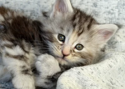 Aria, femelle maine coon, née à la Chatterie du Bolomig à Douarnenez