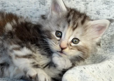 Aria, femelle maine coon, née à la Chatterie du Bolomig à Douarnenez