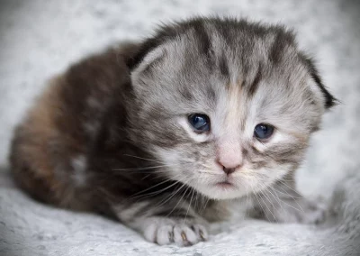 Aria, femelle maine coon, né à la Chatterie du Bolomig à Douarnenez