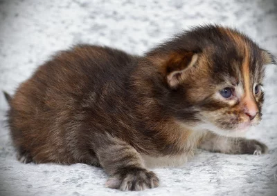 Ariel, femelle maine coon, née à la Chatterie du Bolomig à Douarnenez