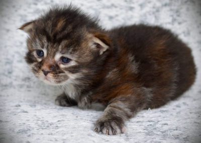 Arrietty, femelle maine coon, née à la Chatterie du Bolomig à Douarnenez