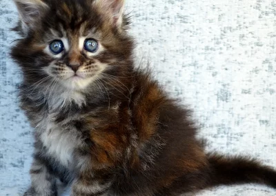 Arrietty, femelle maine coon, née à la Chatterie du Bolomig à Douarnenez