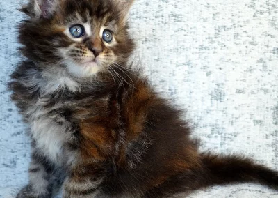 Arrietty, femelle maine coon, née à la Chatterie du Bolomig à Douarnenez