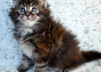 Arrietty, femelle maine coon, née à la Chatterie du Bolomig à Douarnenez