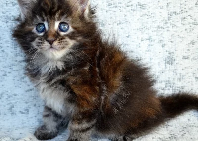 Arrietty, femelle maine coon, née à la Chatterie du Bolomig à Douarnenez