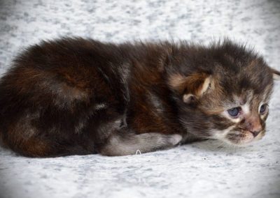 Arrietty, femelle maine coon, née à la Chatterie du Bolomig à Douarnenez