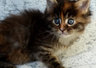 Asia, femelle maine coon, née à la Chatterie du Bolomig à Douarnenez