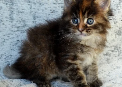 Asia, femelle maine coon, née à la Chatterie du Bolomig à Douarnenez