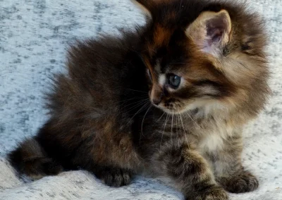 Asia, femelle maine coon, née à la Chatterie du Bolomig à Douarnenez