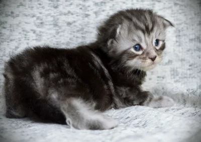 Astérix, mâle maine coon, né à la Chatterie du Bolomig à Douarnenez