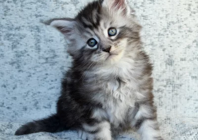 Astérix, mâle maine coon, né à la Chatterie du Bolomig à Douarnenez