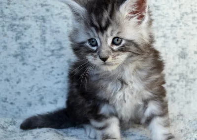 Astérix, mâle maine coon, né à la Chatterie du Bolomig à Douarnenez