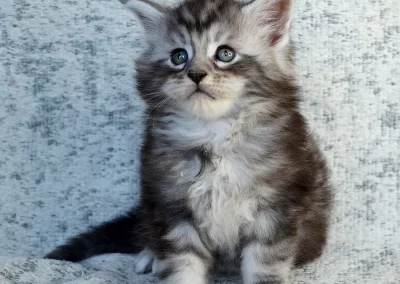 Astérix, mâle maine coon, né à la Chatterie du Bolomig à Douarnenez