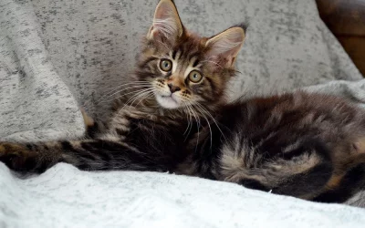 Accueillir un chaton Maine Coon, en prendre soin : Conseils pour une adoption réussie