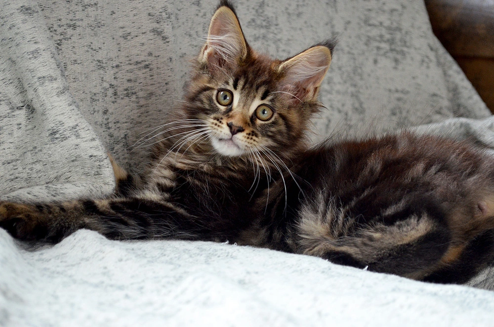 Accueillir un chaton Maine Coon, en prendre soin : Conseils pour une adoption réussie