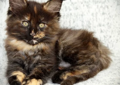 Alizée, femelle maine coon, née à la Chatterie du Bolomig à Douarnenez