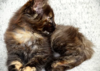 Alizée, femelle maine coon, née à la Chatterie du Bolomig à Douarnenez