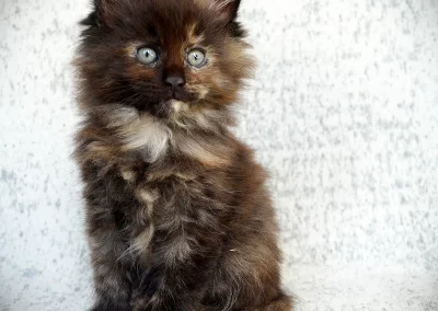 Anastasia, femelle maine coon, née à la Chatterie du Bolomig à Douarnenez