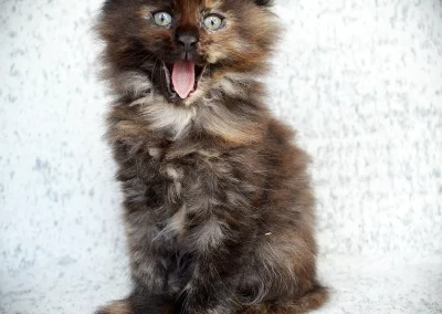 Anastasia, femelle maine coon, née à la Chatterie du Bolomig à Douarnenez