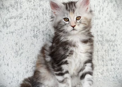 Aria, femelle maine coon, née à la Chatterie du Bolomig à Douarnenez