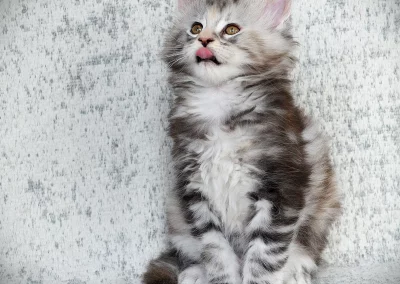 Aria, femelle maine coon, née à la Chatterie du Bolomig à Douarnenez