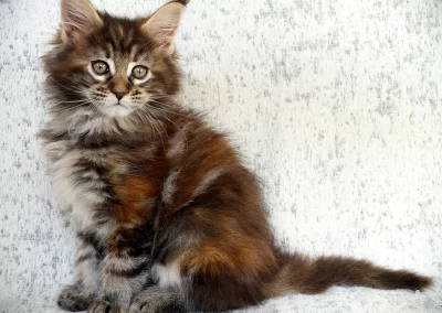 Arrietty, femelle maine coon, née à la Chatterie du Bolomig à Douarnenez