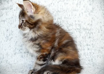 Arrietty, femelle maine coon, née à la Chatterie du Bolomig à Douarnenez