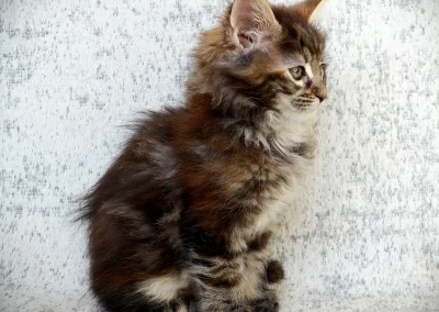 Arrietty, femelle maine coon, née à la Chatterie du Bolomig à Douarnenez