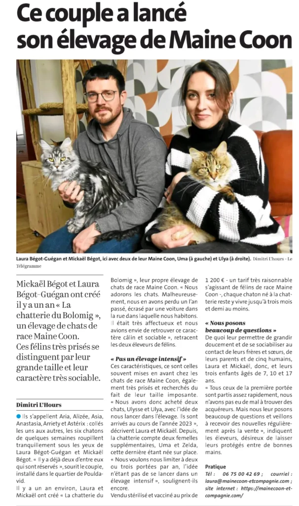 L'article du Télégramme sur notre élevage de maine coon