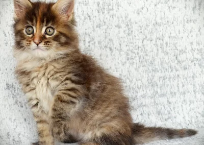 Asia, femelle maine coon, née à la Chatterie du Bolomig à Douarnenez