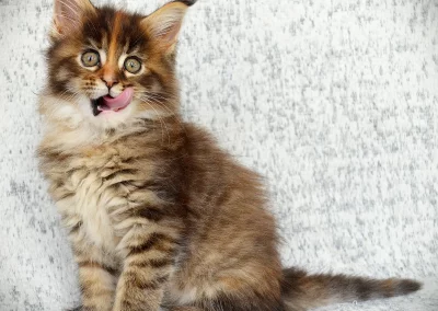 Asia, femelle maine coon, née à la Chatterie du Bolomig à Douarnenez