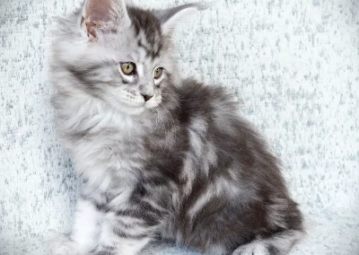 Astérix, mâle maine coon, né à la Chatterie du Bolomig à Douarnenez