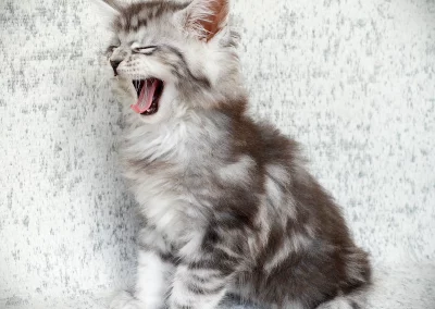 Astérix, mâle maine coon, né à la Chatterie du Bolomig à Douarnenez