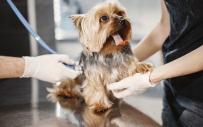 Urgence vétérinaire au nord de Toulouse : savoir réagir quand chaque minute compte