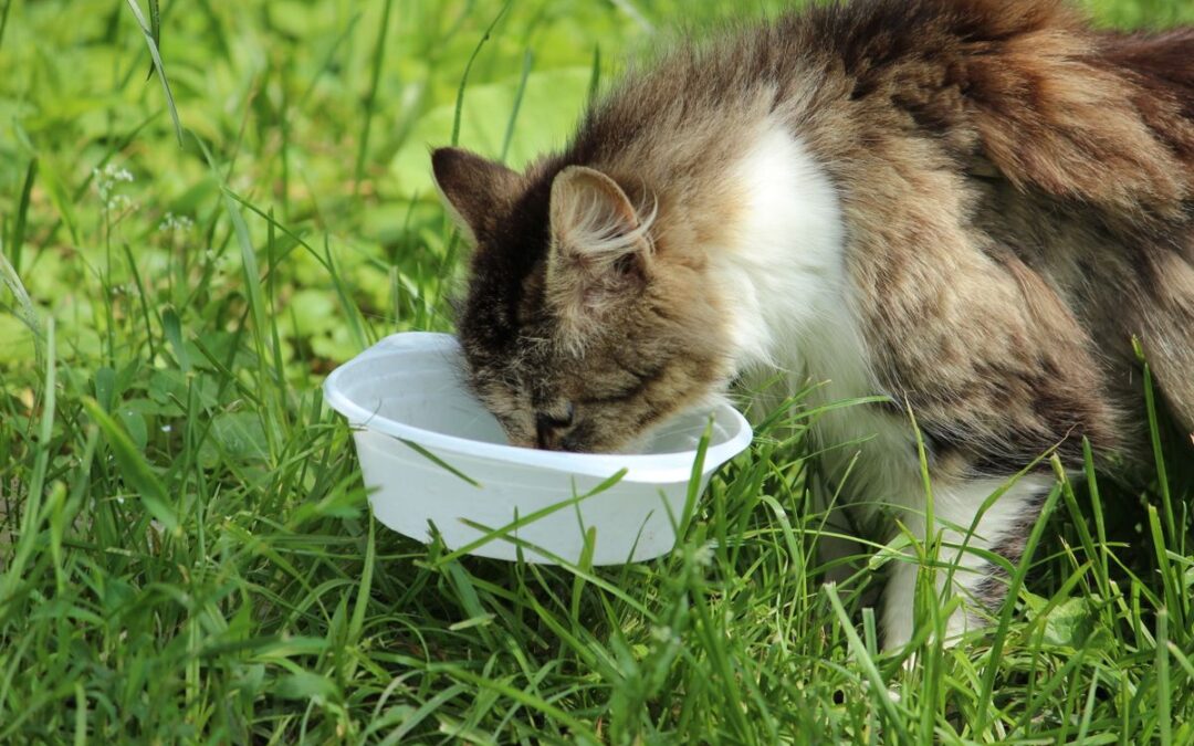 Maine Coon à poil long mangeant dans une gamelle blanche posée dans l’herbe