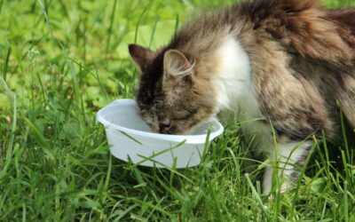 Alimentation du Maine Coon : le guide complet, du chaton au senior