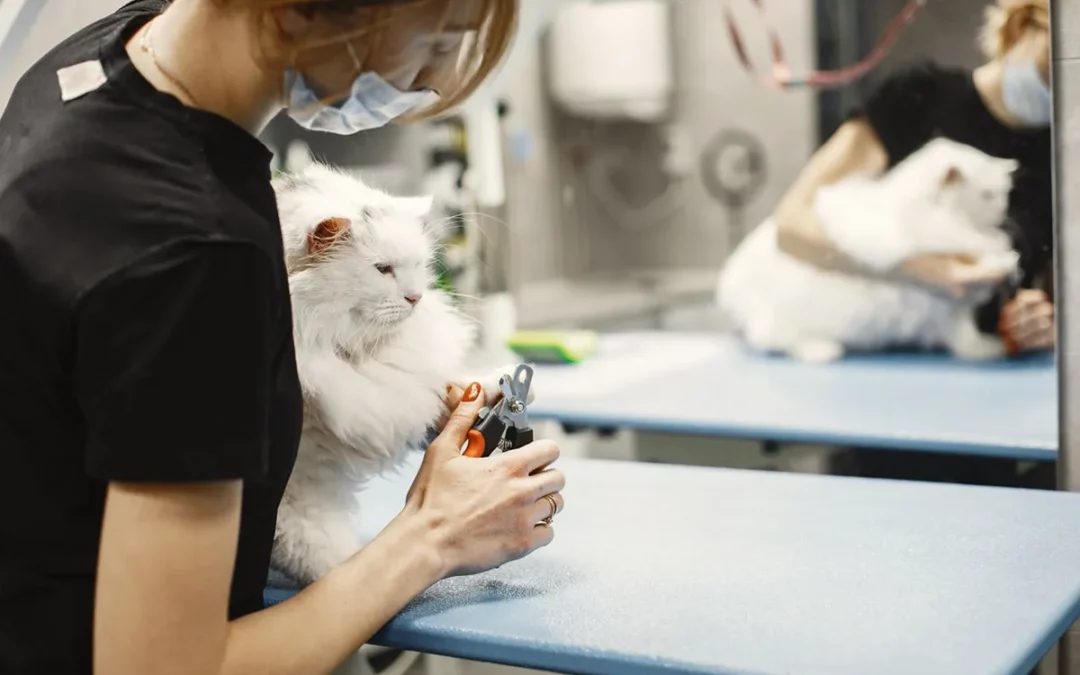 Assurance chat pour Maine Coon : ce que les contrats ne vous disent pas toujours