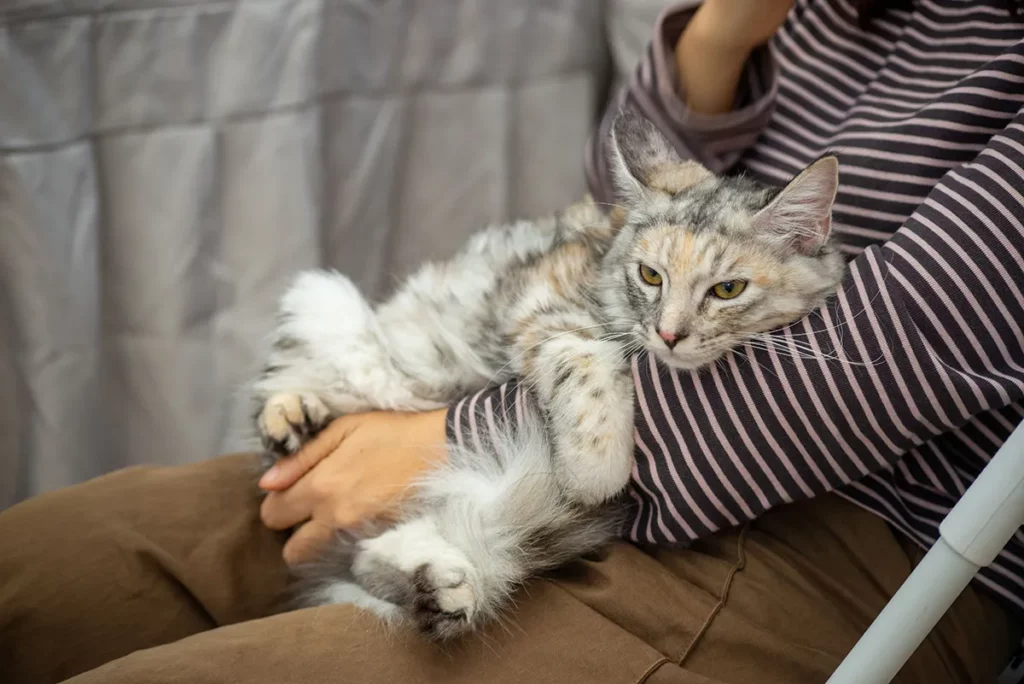 Maladies héréditaires chez le maine coon