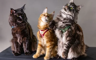 Chat Maine Coon : le guide complet de la race