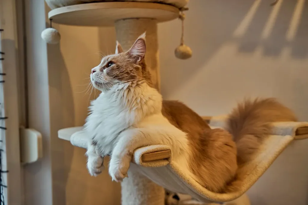 Souscrire à un contrat d'assurance pour maine coon